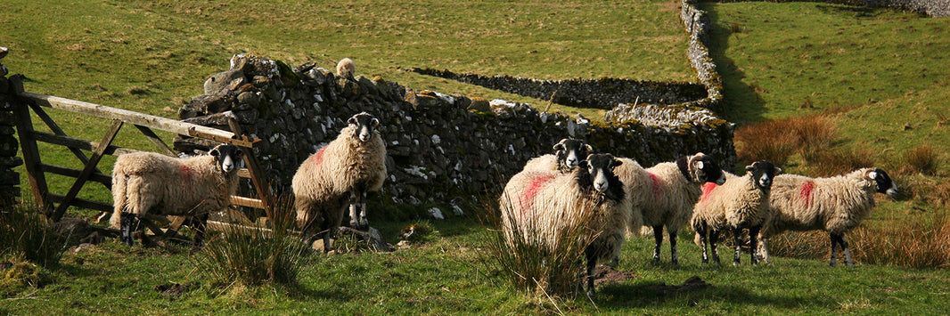 Sheep in field