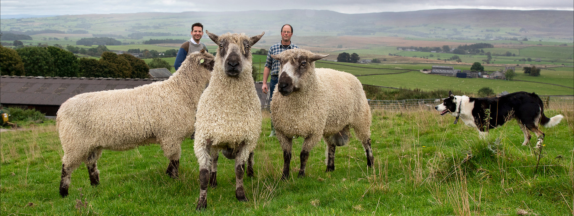 Teeswater sheep and Ed Sexton and John Dawson