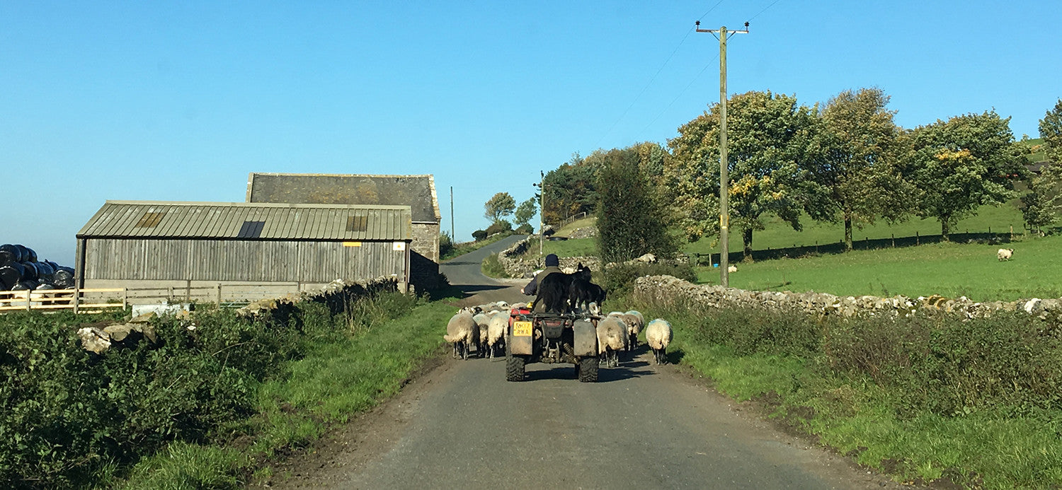 Farmer gathering sheep in countryside