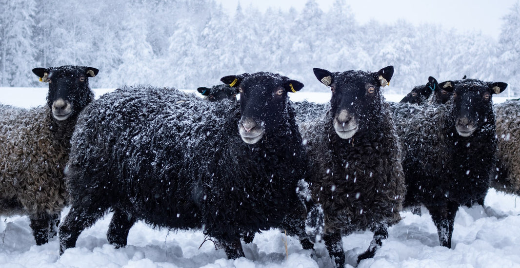 Black sheep in snow