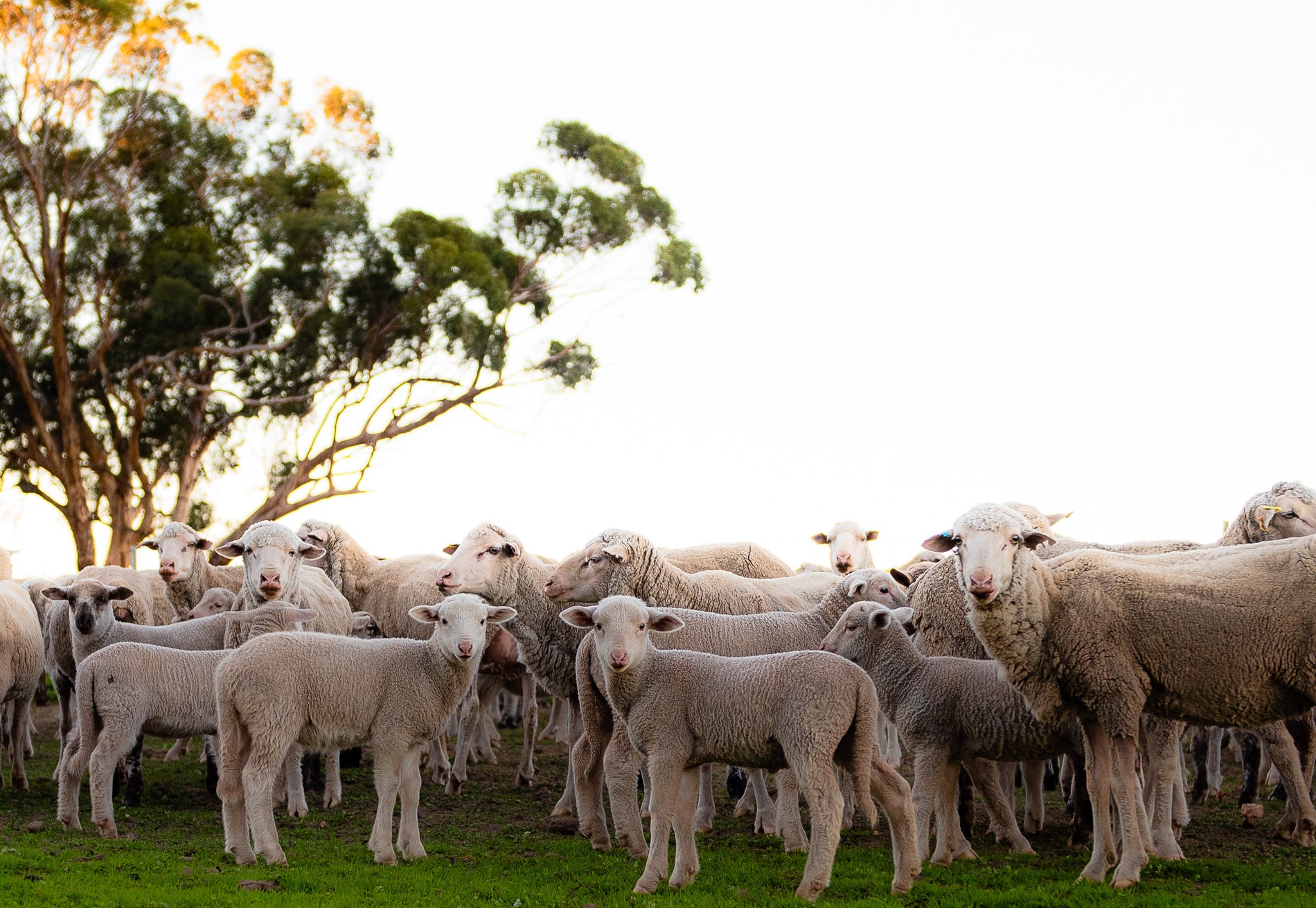 sheep in field