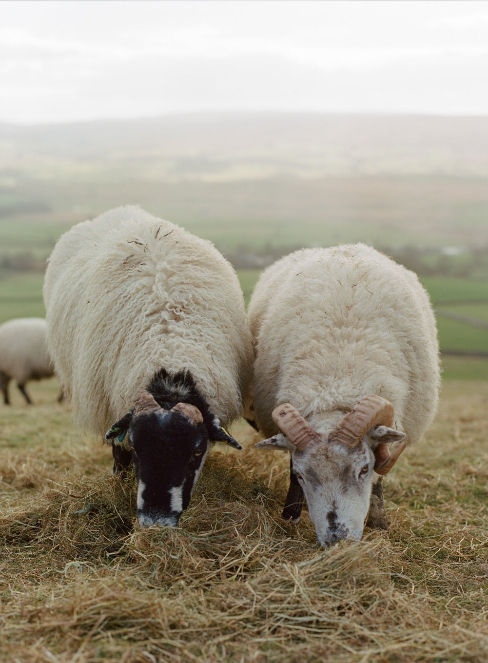 Two sheep grazing in field 