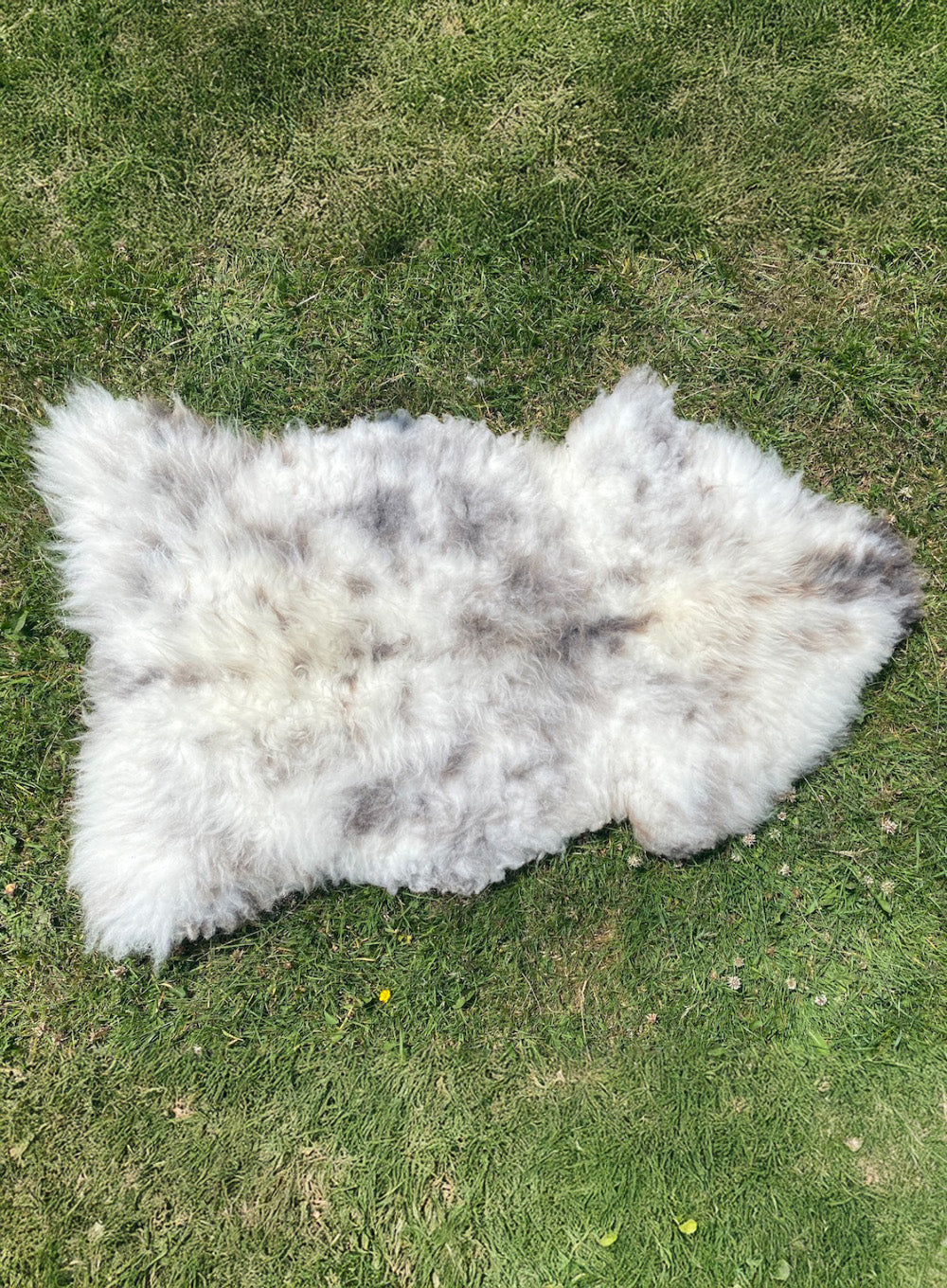 Raccoon British Sheepskin Rug