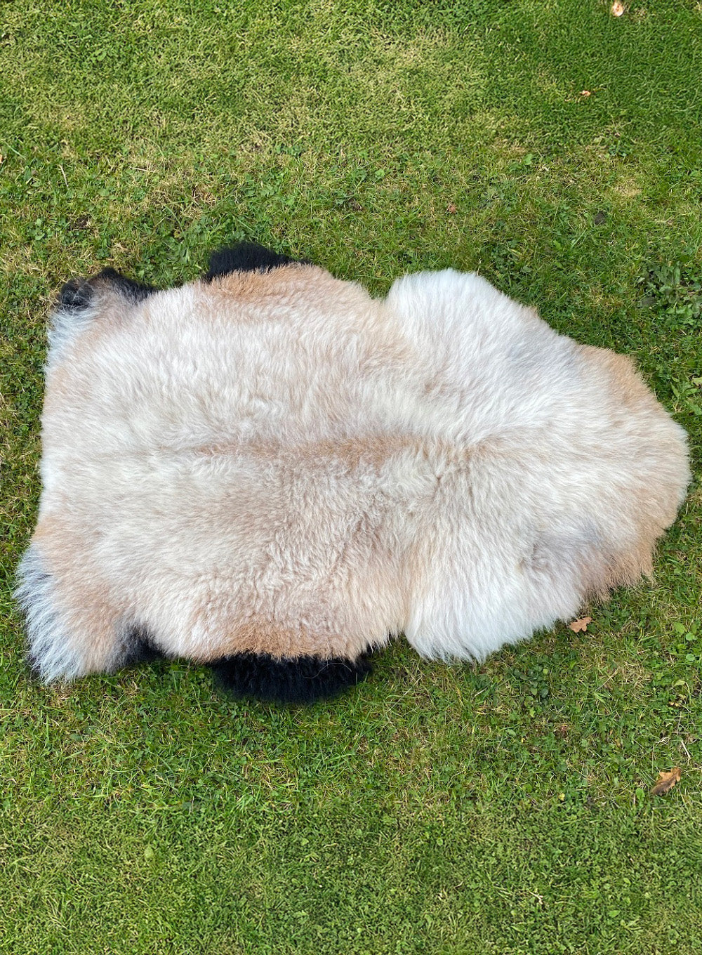 Barbados Black Belly Cross Sheepskin Rug