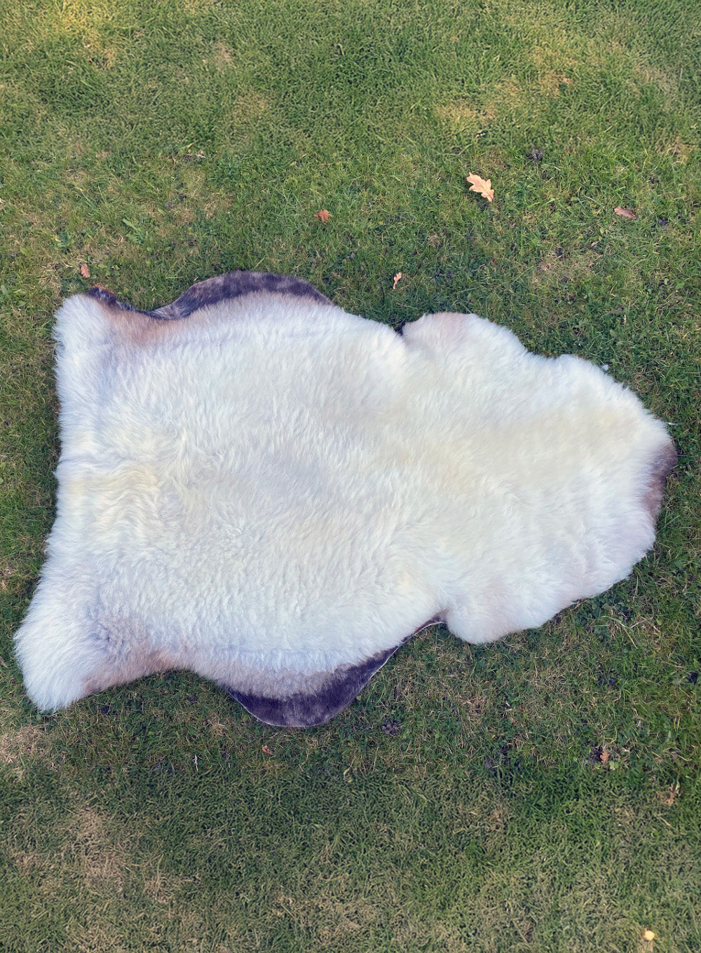 Extra Wide Maurice Cream British Sheepskin Rug