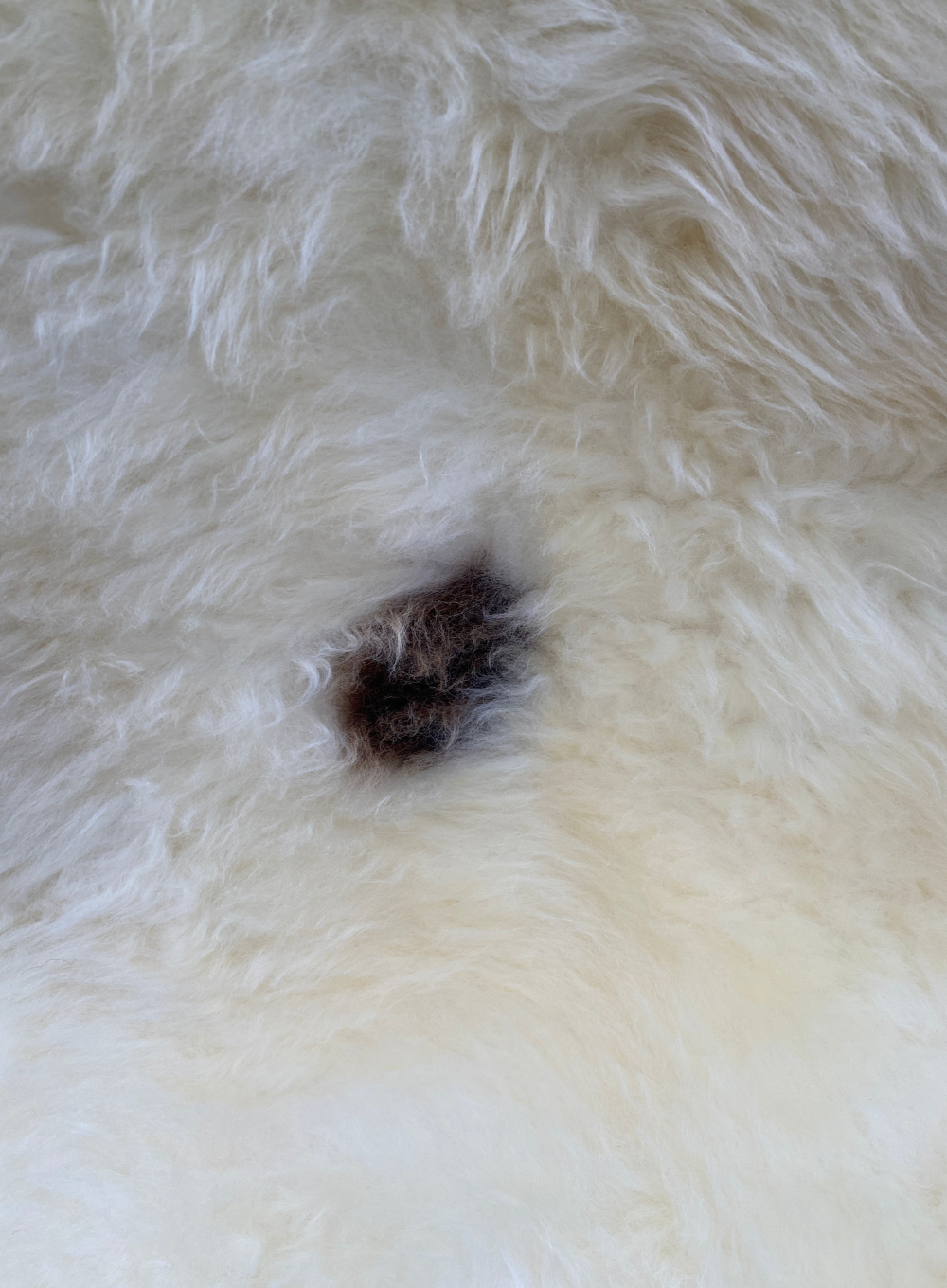 Cream sheepskin rug close up 