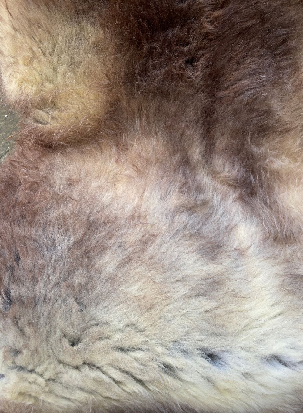 Brown and cream sheepskin rug close up