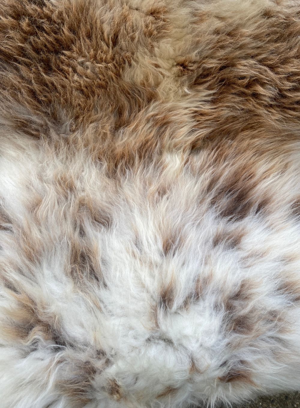 Brown and cream sheepskin rug close up