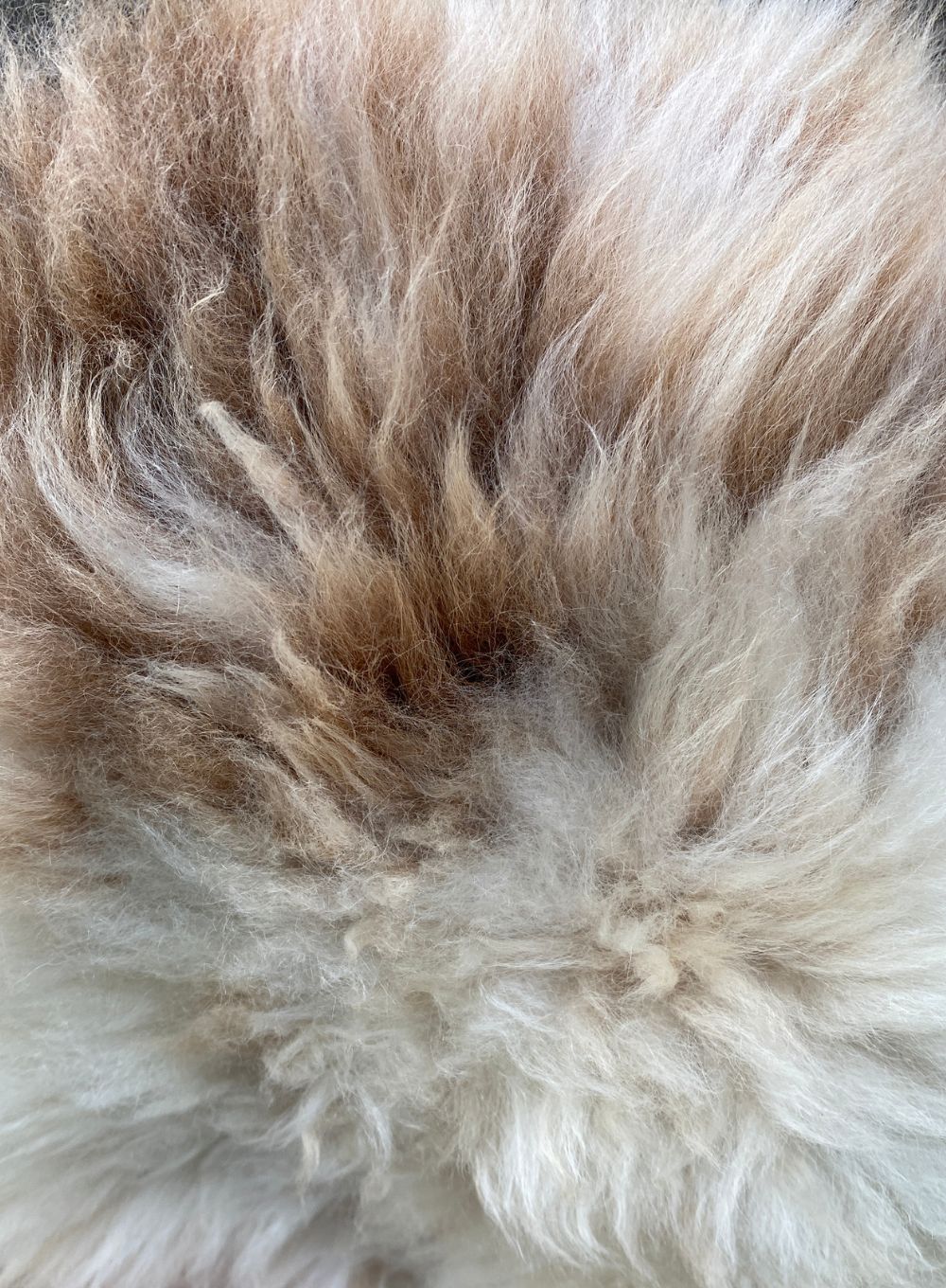 Cream speckled sheepskin rug close up