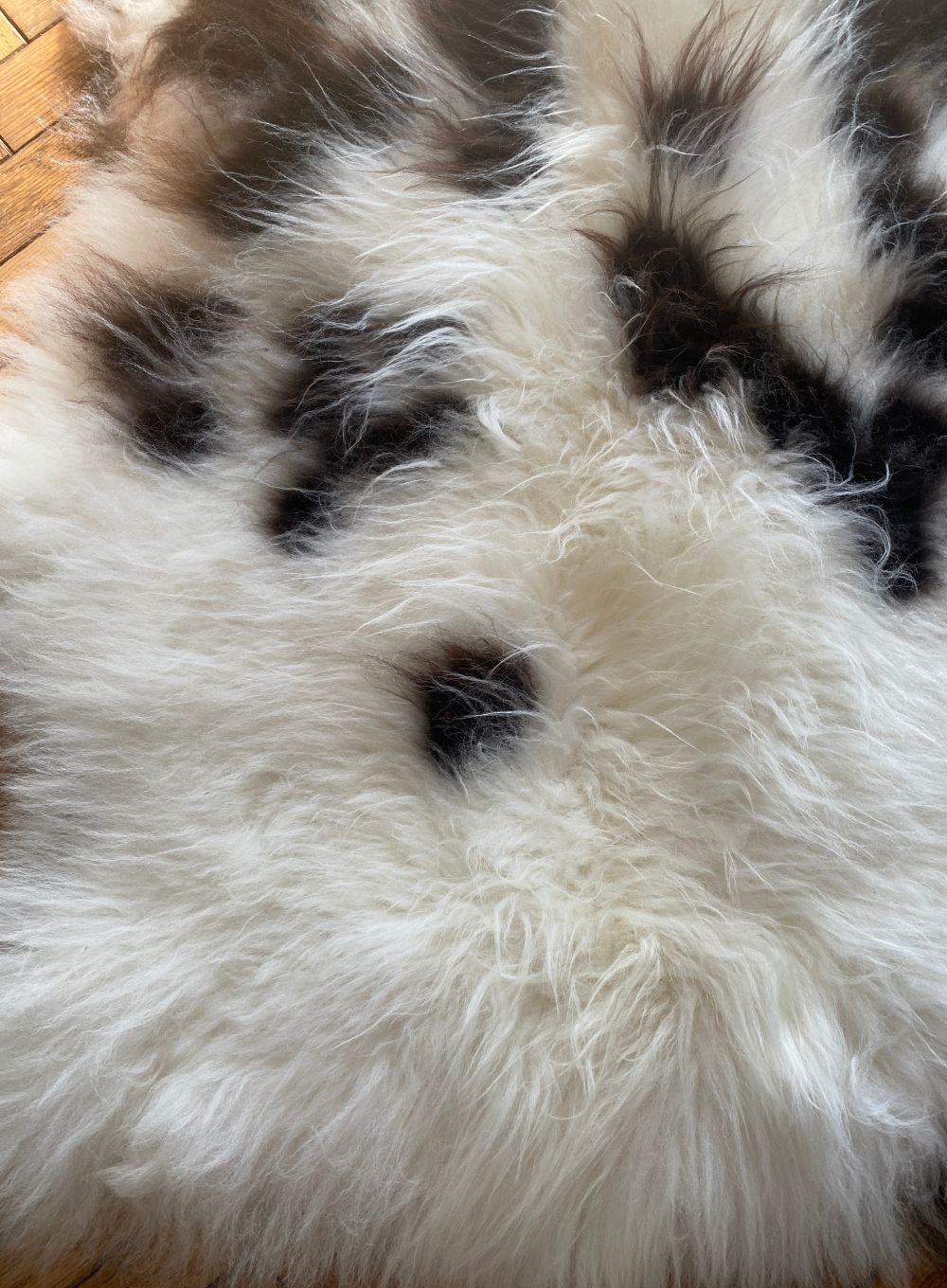Cream and brown spotty sheepskin rug close up