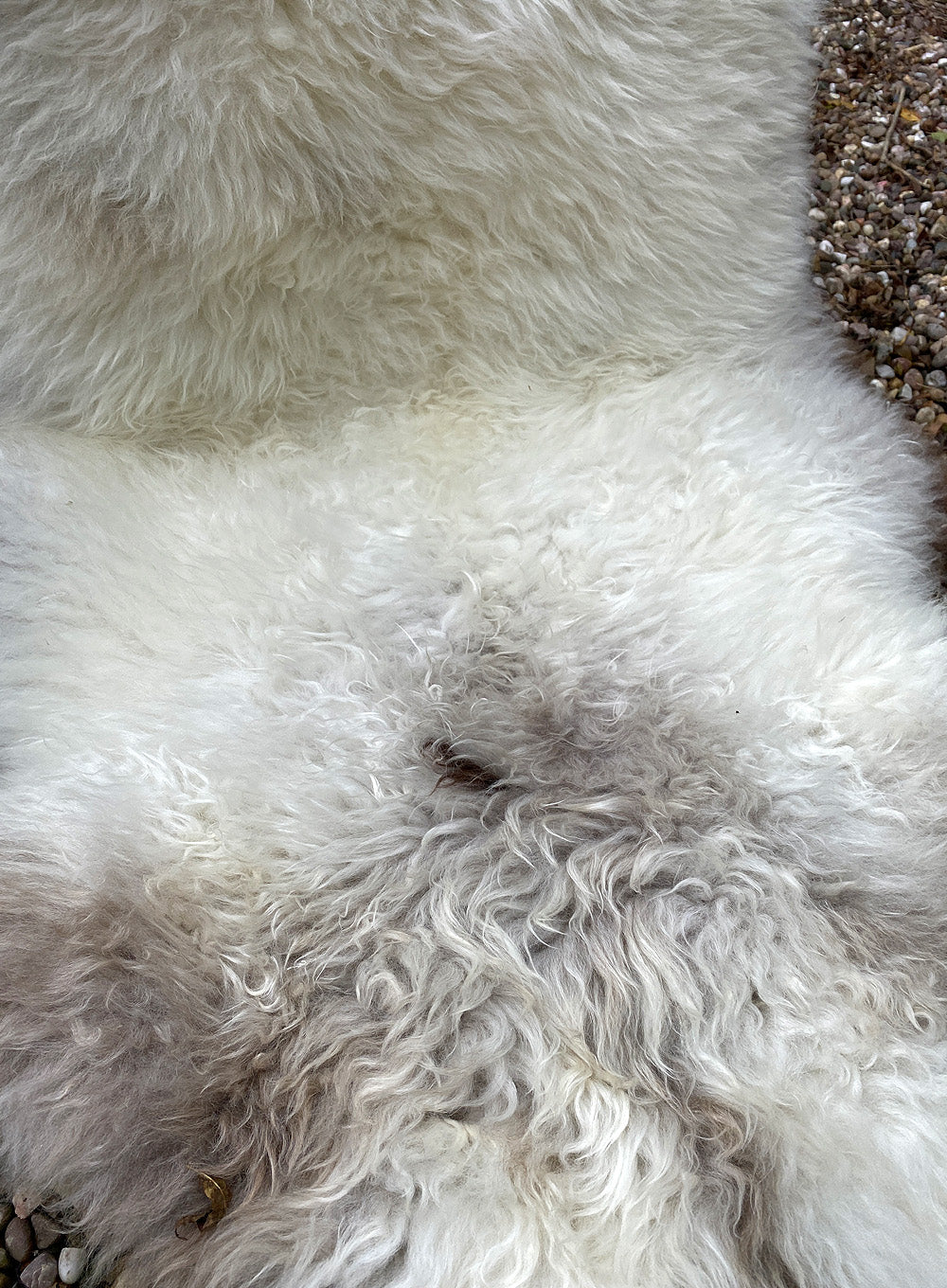 Hickory Double Cream and Brown Sheepskin Rug