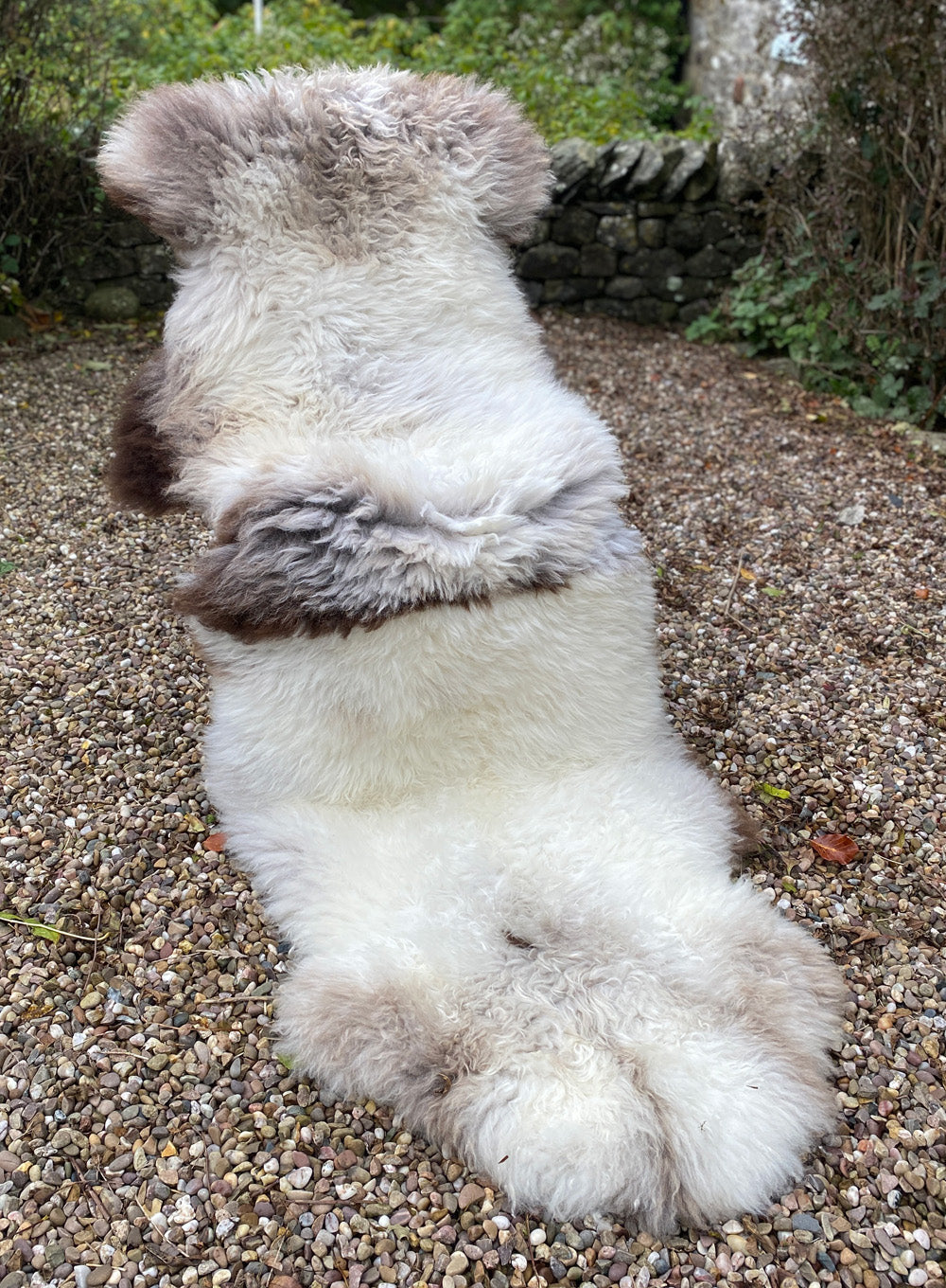 Hickory Double Cream and Brown Sheepskin Rug