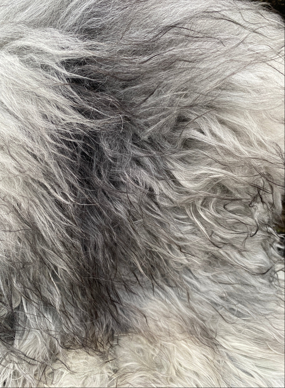 Grey and white sheepskin rug close up