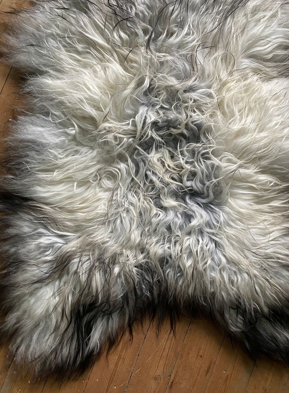 Grey and cream long haired sheepskin rug close up
