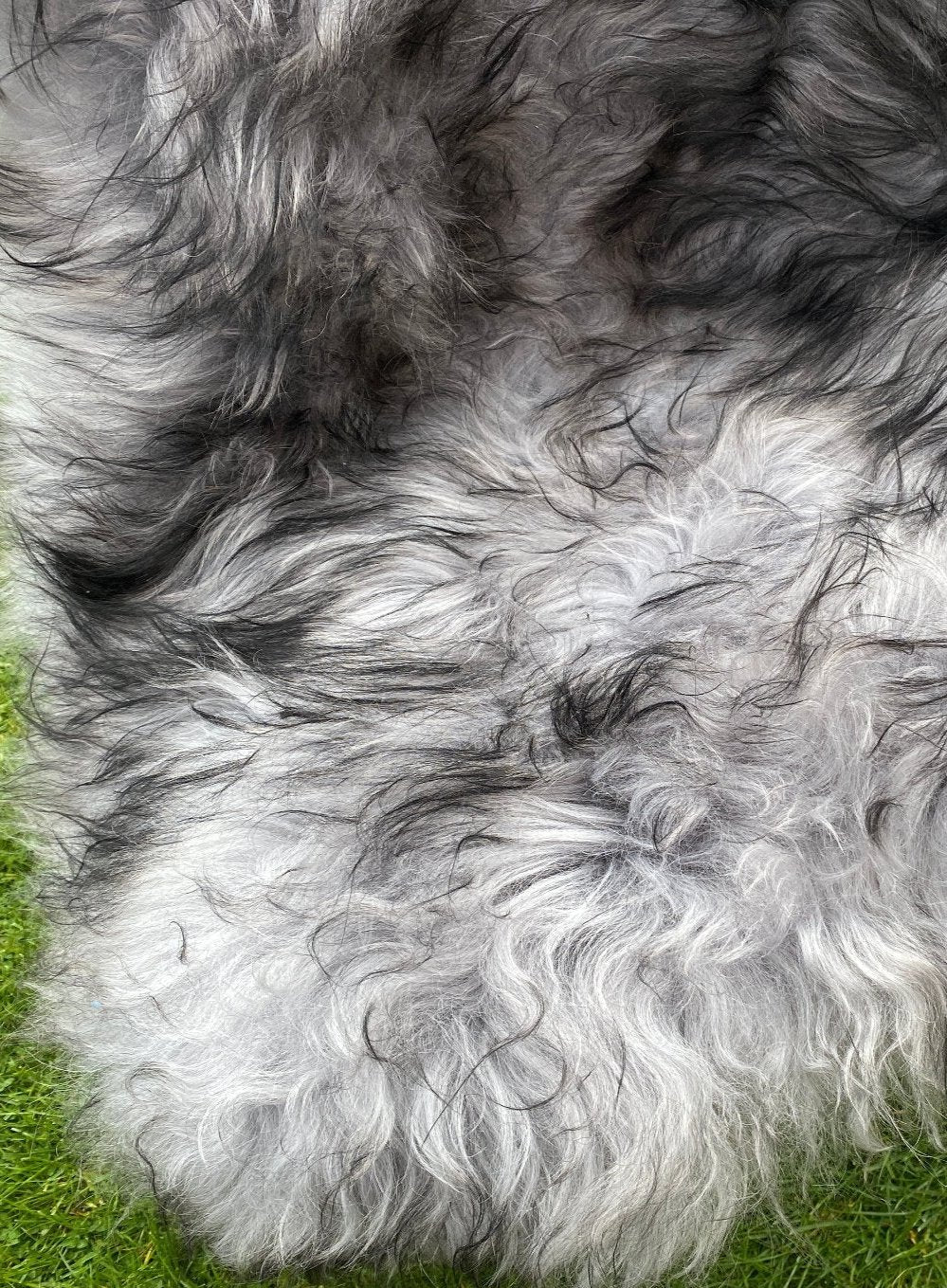 Black tipped Icelandic sheepskin rug close up 