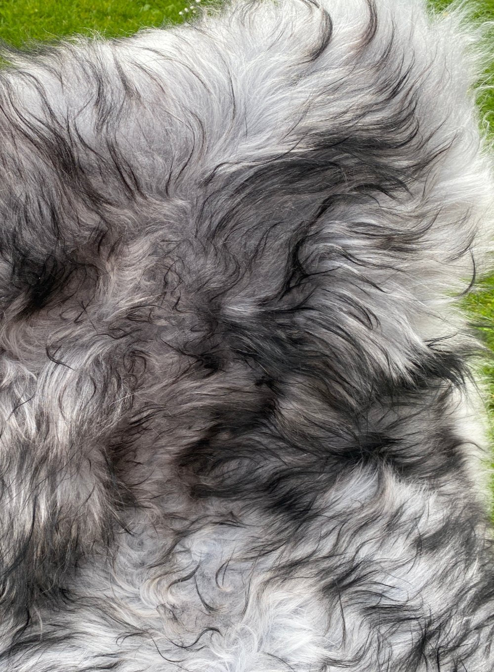 Black tipped Icelandic sheepskin rug close up 