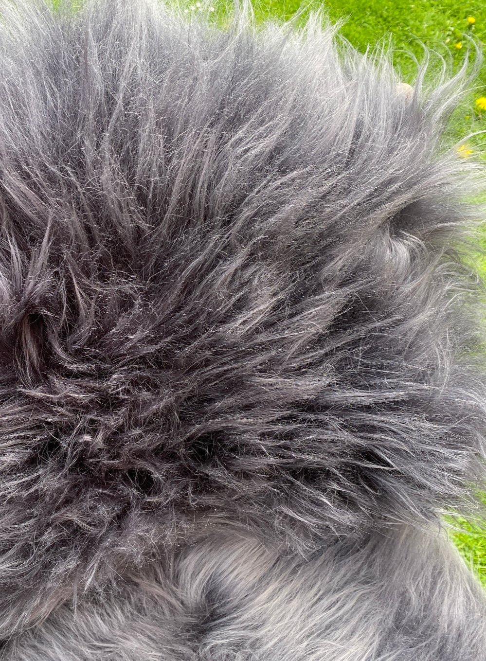 Dark grey Icelandic sheepskin rug close up 