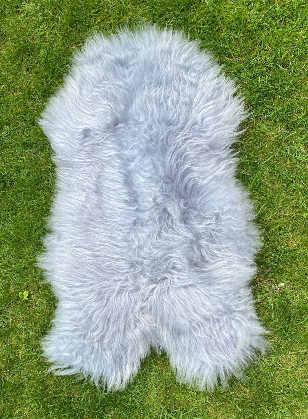 Light silver grey Icelandic sheepskin rug on grass