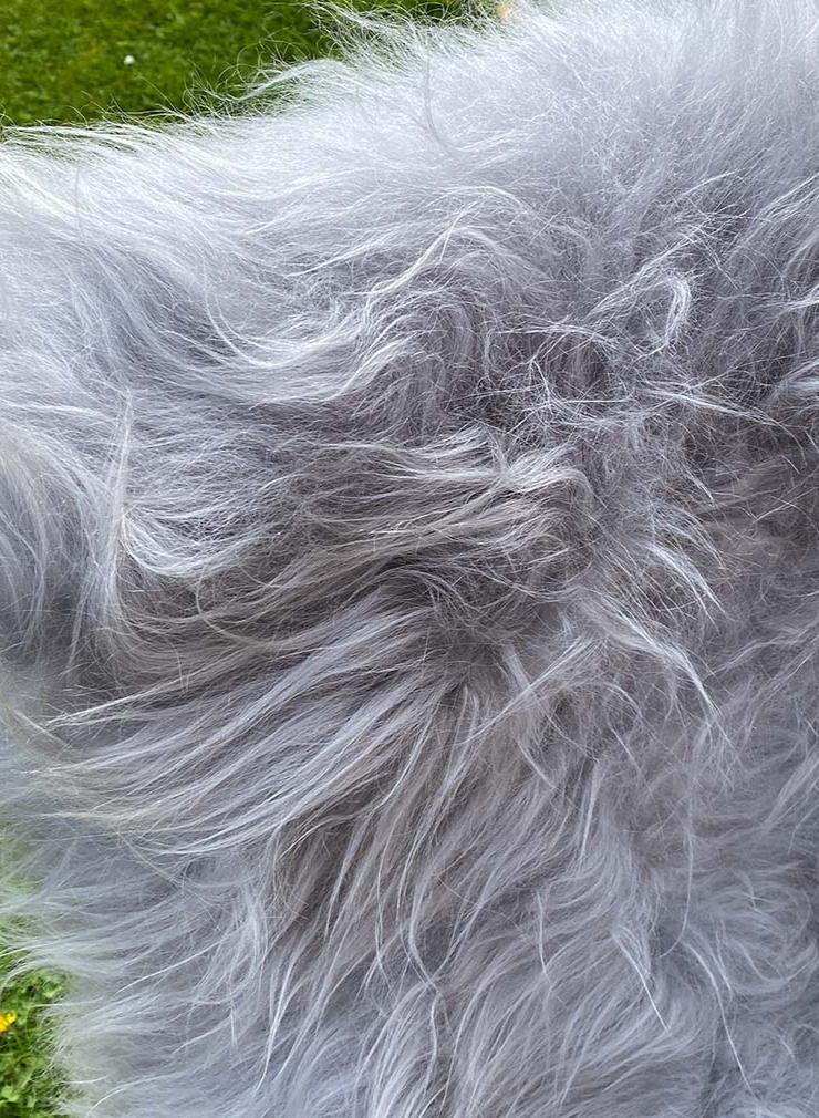 Light silver grey Icelandic sheepskin rug close up