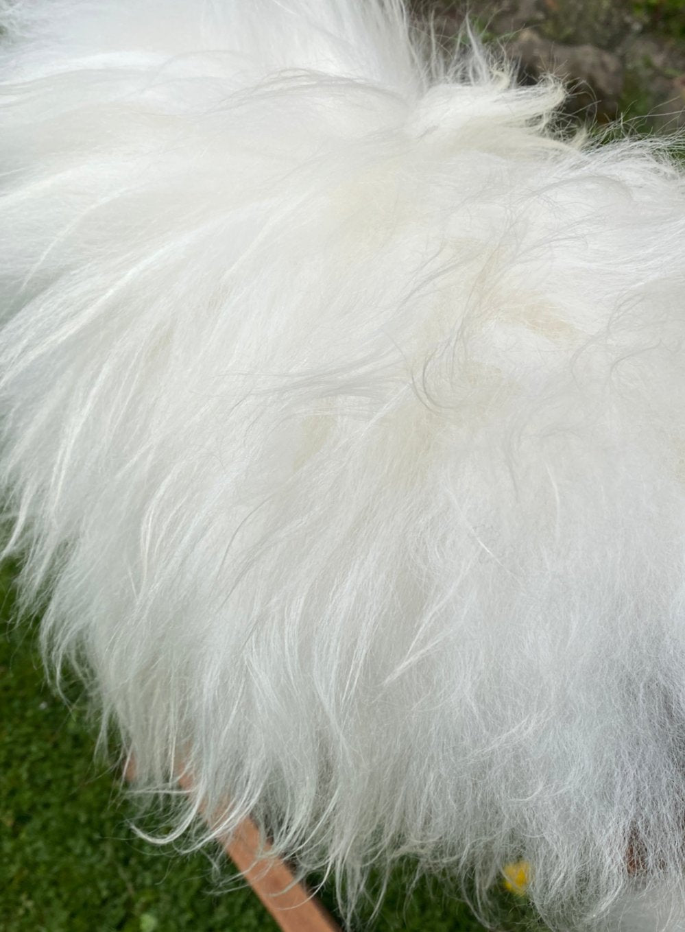 White Icelandic rug close up 