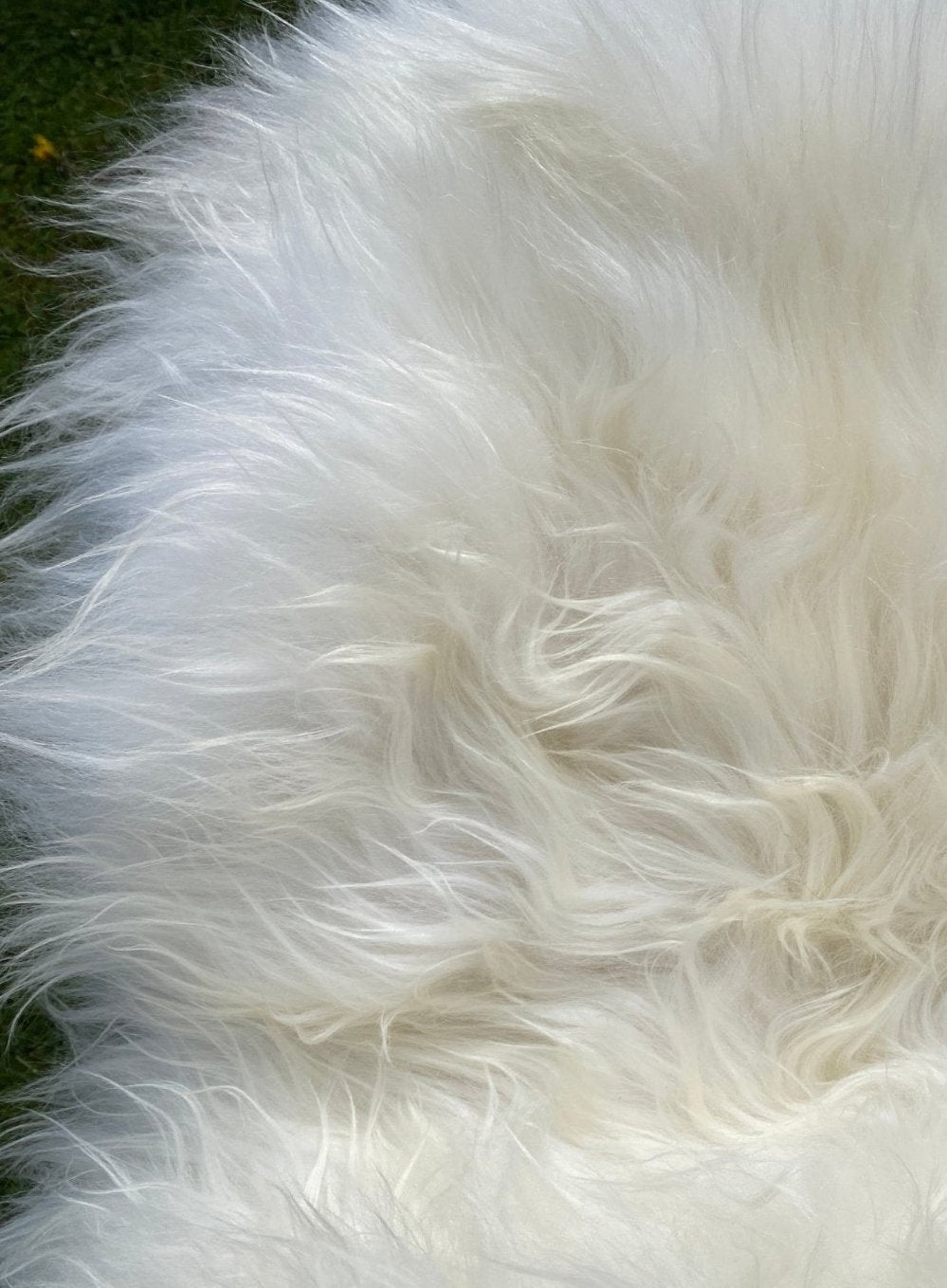 White Icelandic rug close up 