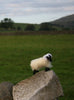 Glen the Glencroft Model Sheep