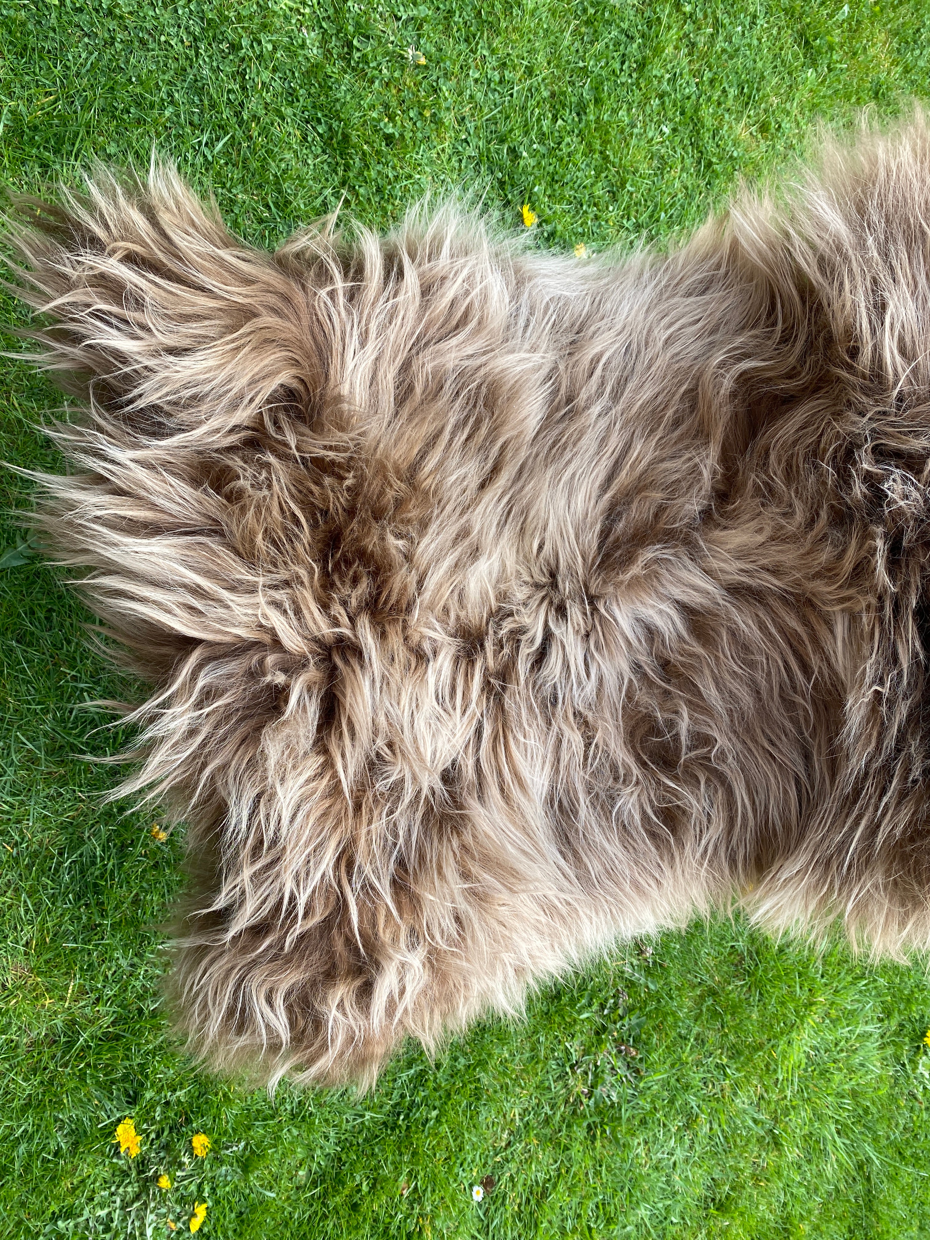 Highland Cow Brown Icelandic Sheepskin Rug