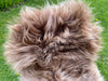 Highland Cow Brown Icelandic Sheepskin Rug