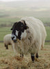 Dalesbred sheep in field